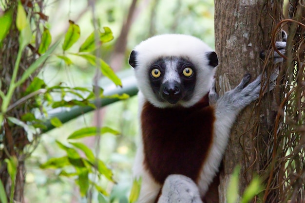 Close up on portrait of a Sifaka lemur in the rainforest