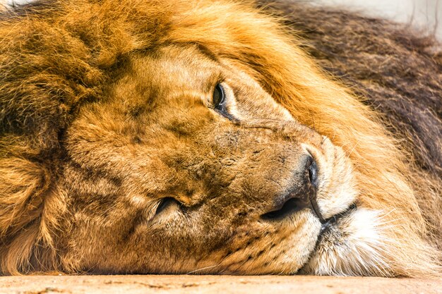 Close up portrait of sleepy lion