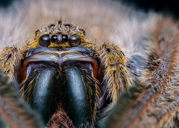 Photo close-up portrait of spider