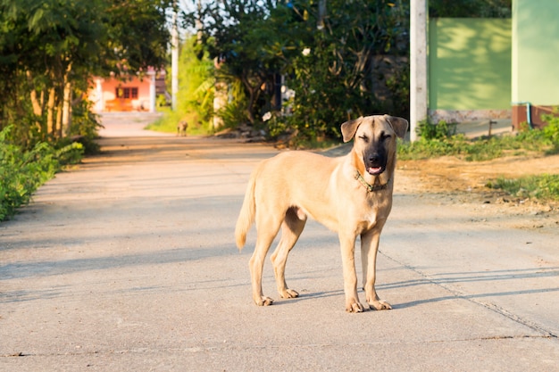 Close up portrait of a stray dog,vagrant dog