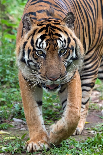 Close up portrait of a sumatran tiger