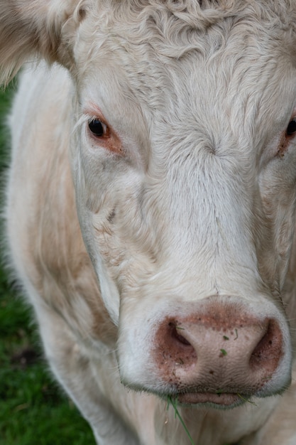 Photo close up portrait of a sweet white cow looking into the camera