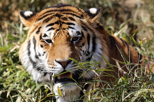 Close-up portrait of a tiger