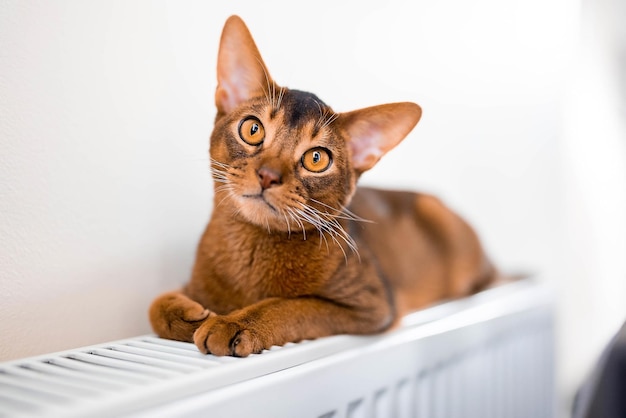 Close up portrait view of the cute Abyssinian purebred cat photo. Fluffy elegant cat.