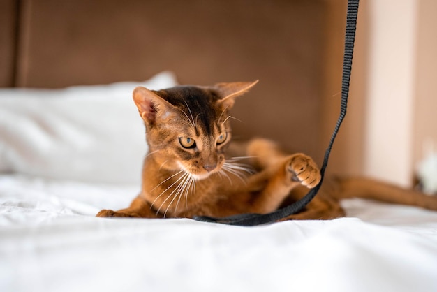 Close up portrait view of the cute Abyssinian purebred cat photo.