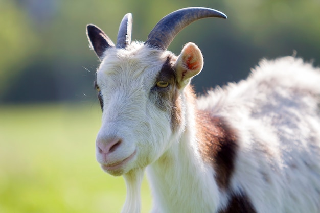 Close-up portrait of white and brown spotty domestic shaggy goat with long steep horns, yellow eyes and white beard on blurred yellow and blue bokeh . Farming of useful animals concept.