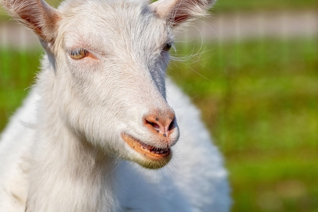 Close-up portrait of a white goat, a goat on a pasture