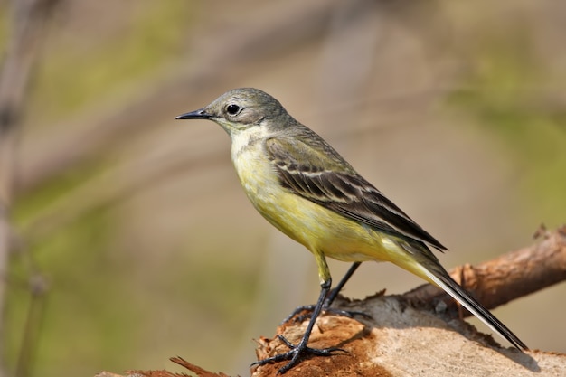 Close up portrait of yellow wagtail 