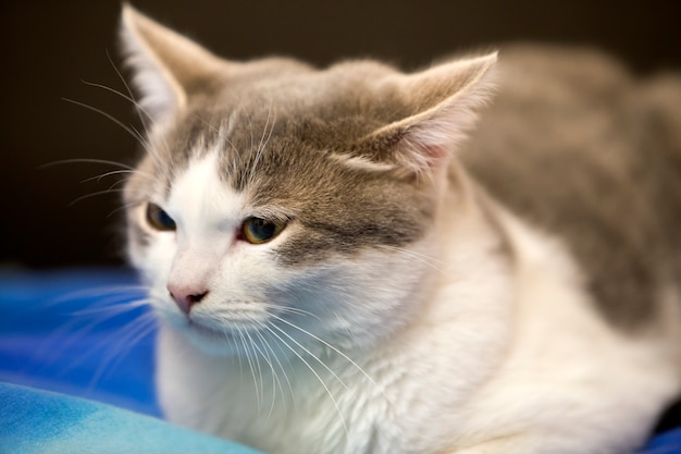 Close-up portrait of young nice small cute white and gray domestic cat kitten with dreamy expression on blurred black and blue background. Keeping animal pet at home wildlife concept.