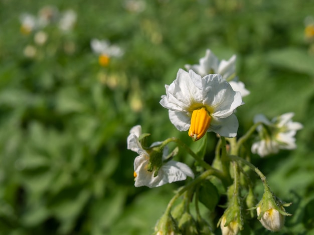 Close-up of a potato flower.