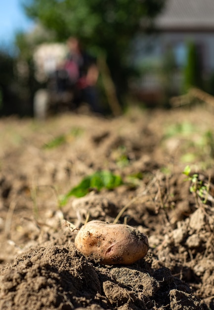 Close up of potatoes in field in front of tractor working in background