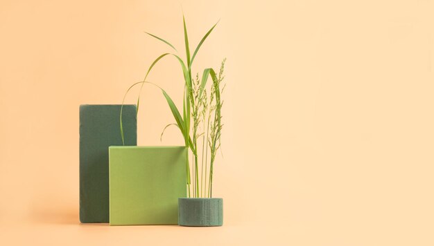 Close-up of potted plant against wall