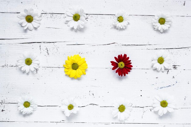 Photo close-up of potted plant against white background