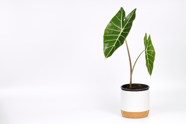 Photo close-up of potted plant leaves against white background