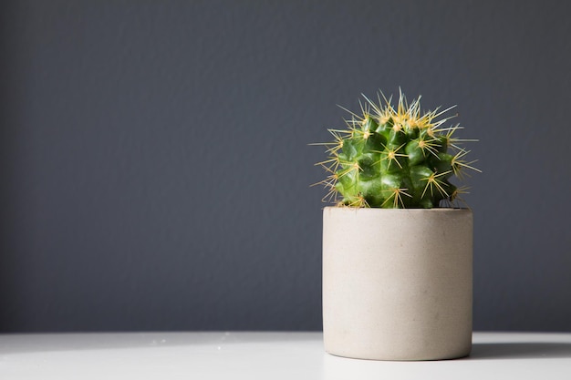 Close-up of potted plant on table against wall