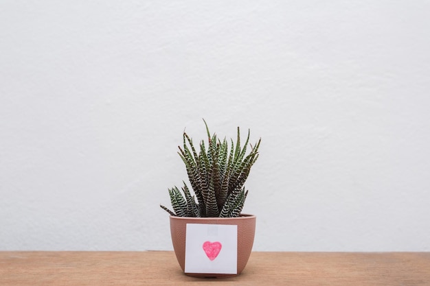 Photo close-up of potted plant on table against wall