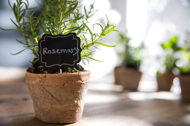 Close-up of potted plant on table