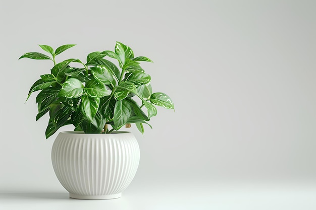 A close up of a potted plant on a table