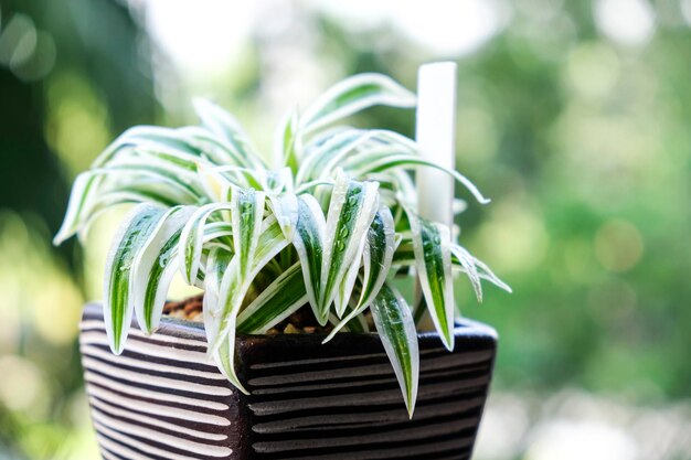 Photo close-up of potted plant