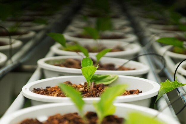 Close-up of potted plant