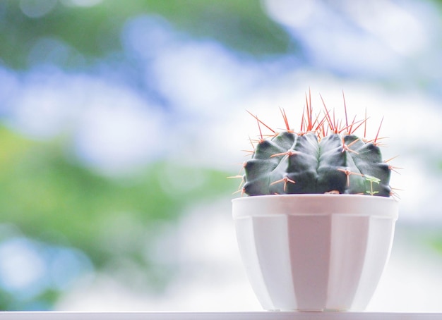 Photo close-up of potted plant