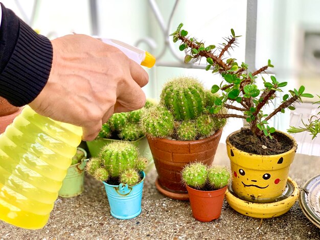 Close-up of potted plants