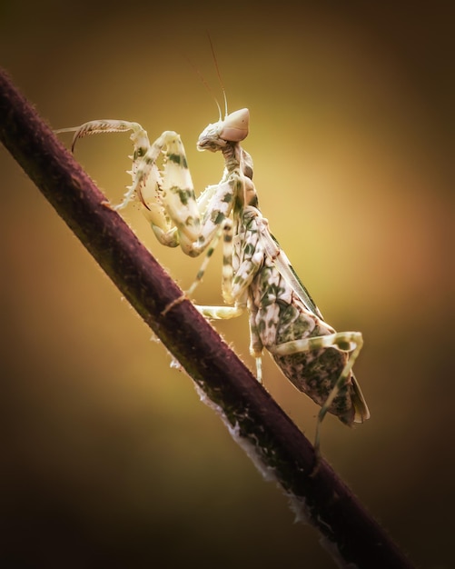 Close up praying mantis on branch with blurred nature background