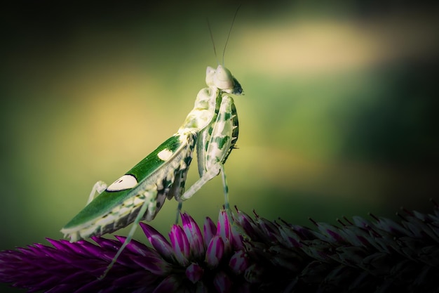 Close up praying mantis on branch with blurred nature background