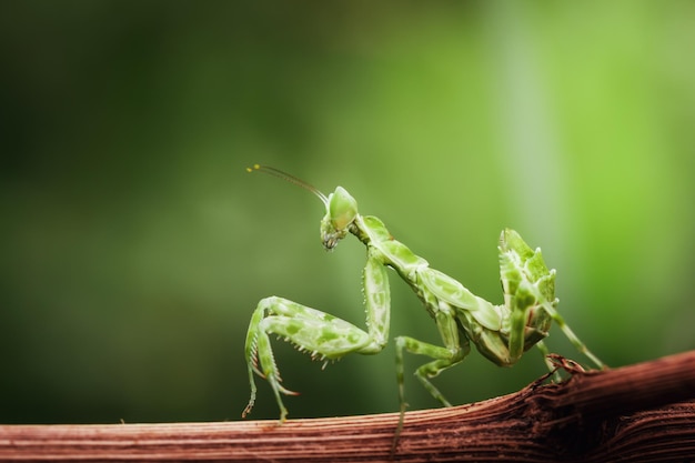 Close up praying mantis on branch with blurred nature background