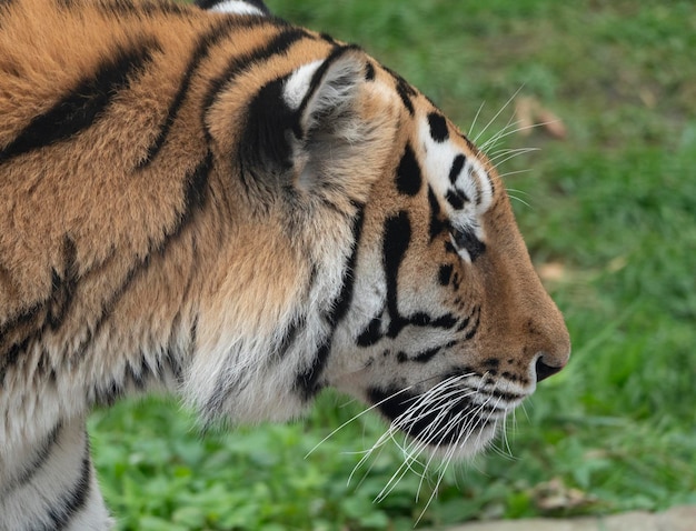 Close up of a predatory amur tiger's face