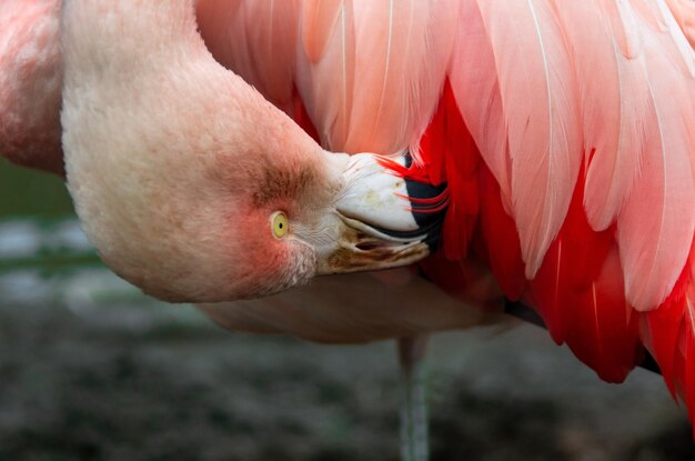 Photo close-up of preening flamingo