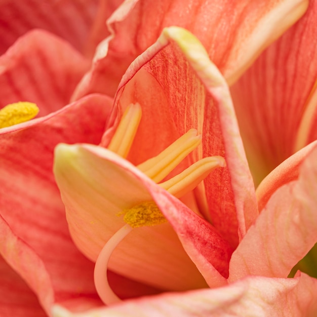 Close-up of a pretty peachy flower