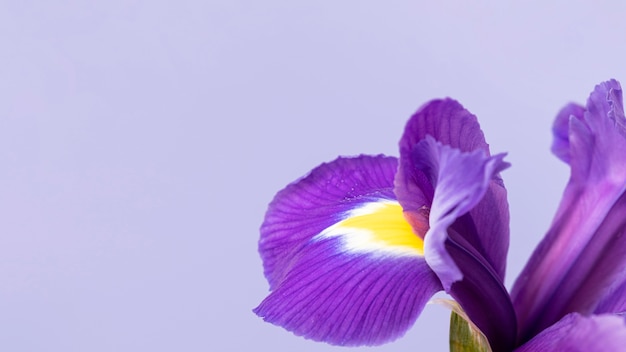 Close-up of a pretty purple flower