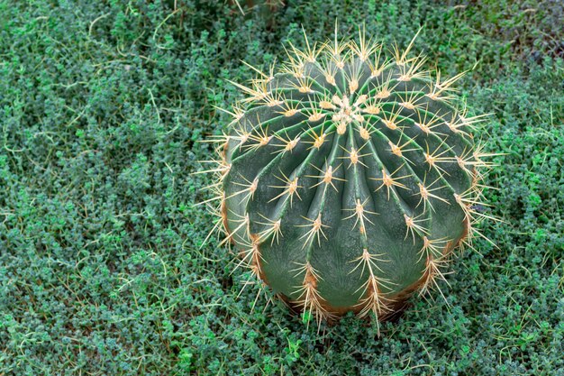 Close up of prickly green cactus with long thorns. On green plants background.