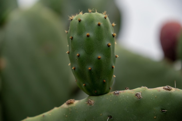 Photo close up to prickly pear cactus fruits readytoeat green and purple fruits