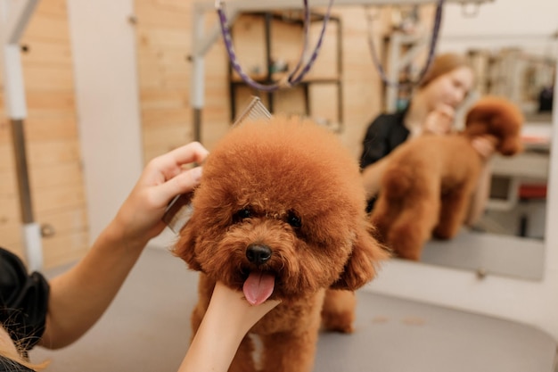 Close up of professional female pet groomer dry tea cup poodle dog fur with a hair dryer after washing in beautician salon Grooming concept