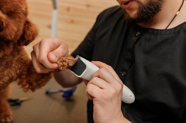 Close up of professional male groomer making haircut of poodle teacup dog at grooming salon with professional equipment