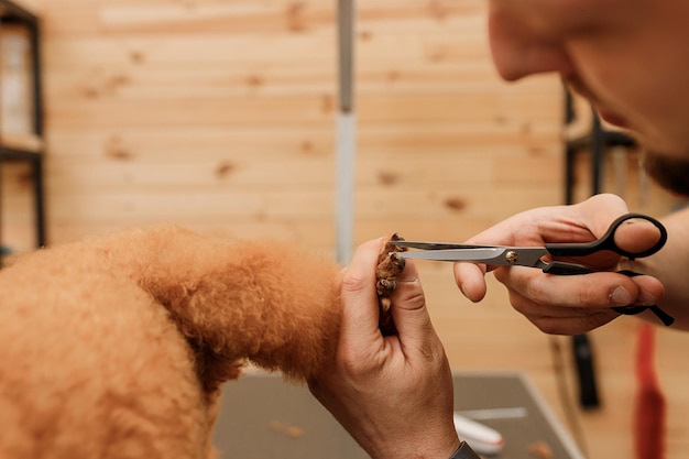 Close up of professional male groomer making haircut of poodle teacup dog at grooming salon with professional equipment