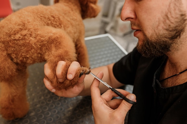 Close up of professional male groomer making haircut of poodle teacup dog at grooming salon with professional equipment