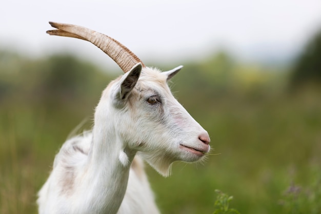 Close-up profile portrait of nice white hairy bearded goats with long horns