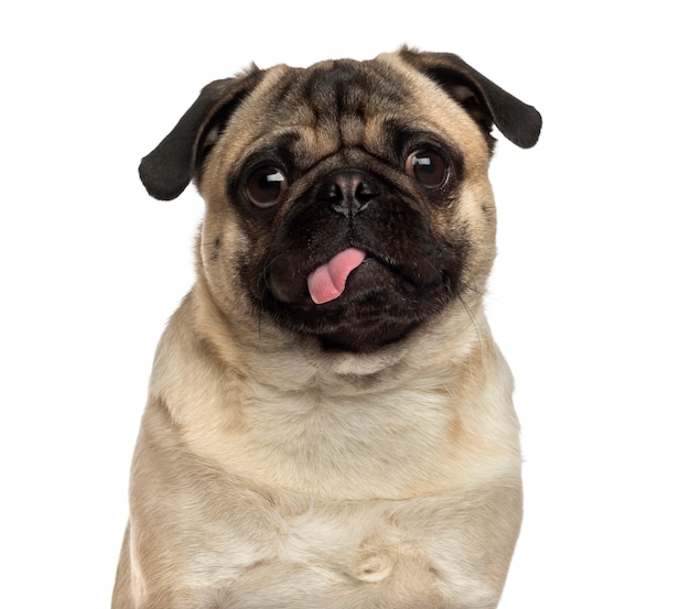  Close up of a Pug looking at the camera and sticking its tongue out