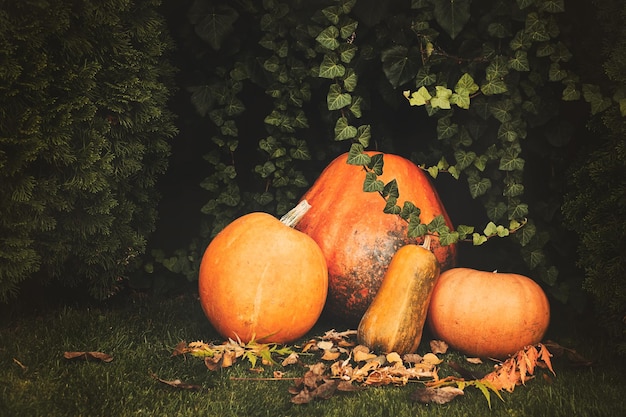 Close-up of pumpkins on field during autumn