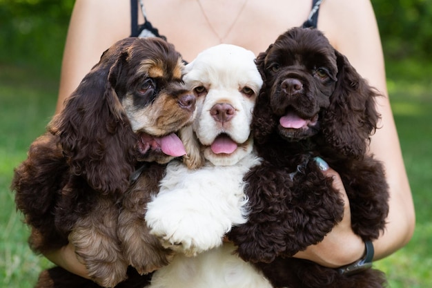 Close-up of Puppies American Cocker Spaniel sitting in the arms of a girl.