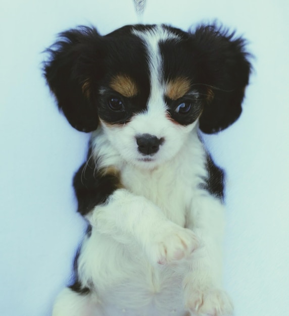 Photo close-up of puppy against white background