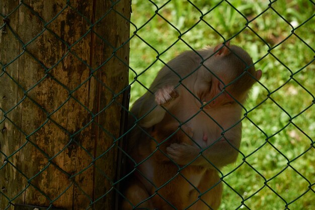 Photo close-up of puppy on chainlink fence