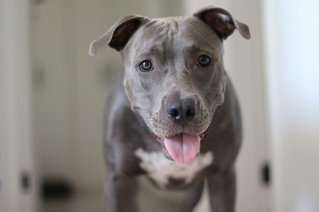 Close up of a puppy pit bull dog at home.