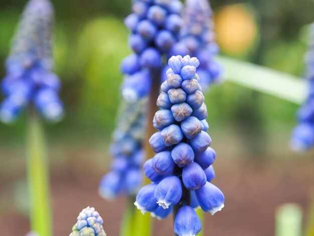 Photo close-up of purple blue flowers