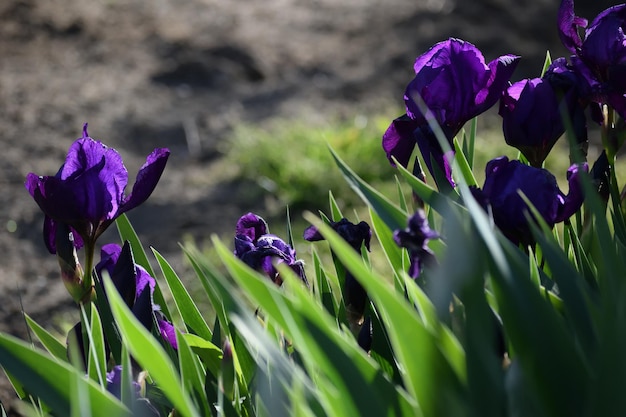 Close-up of purple crocus blooming on field