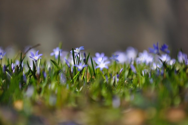 Close-up of purple crocus blooming on field