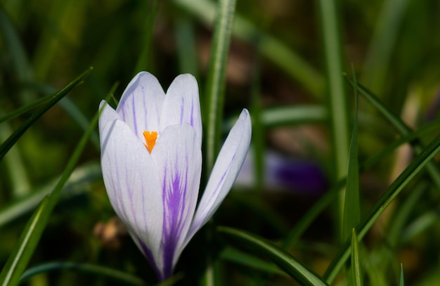 Photo close-up of purple crocus blooming outdoors